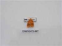 藏品(三色豔苔蛾)的圖片